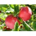 PUREFRESH ORGANIC ROYAL GALA  APPLES 1KG Bag
